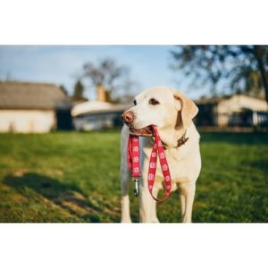 Silkscreen Printed Pet Leash